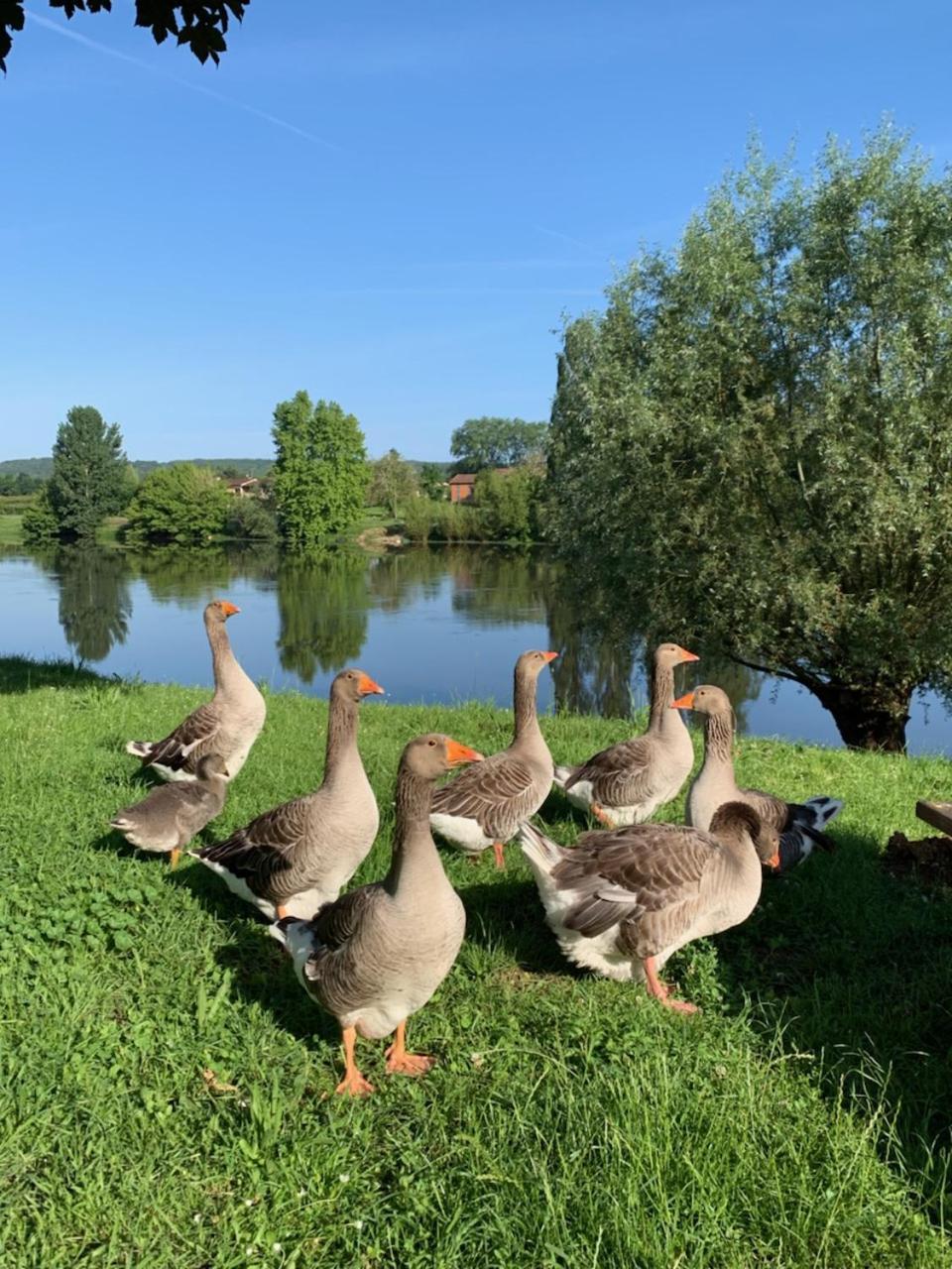 Hotel-Restaurant Cote Rivage Badefols-sur-Dordogne Bagian luar foto
