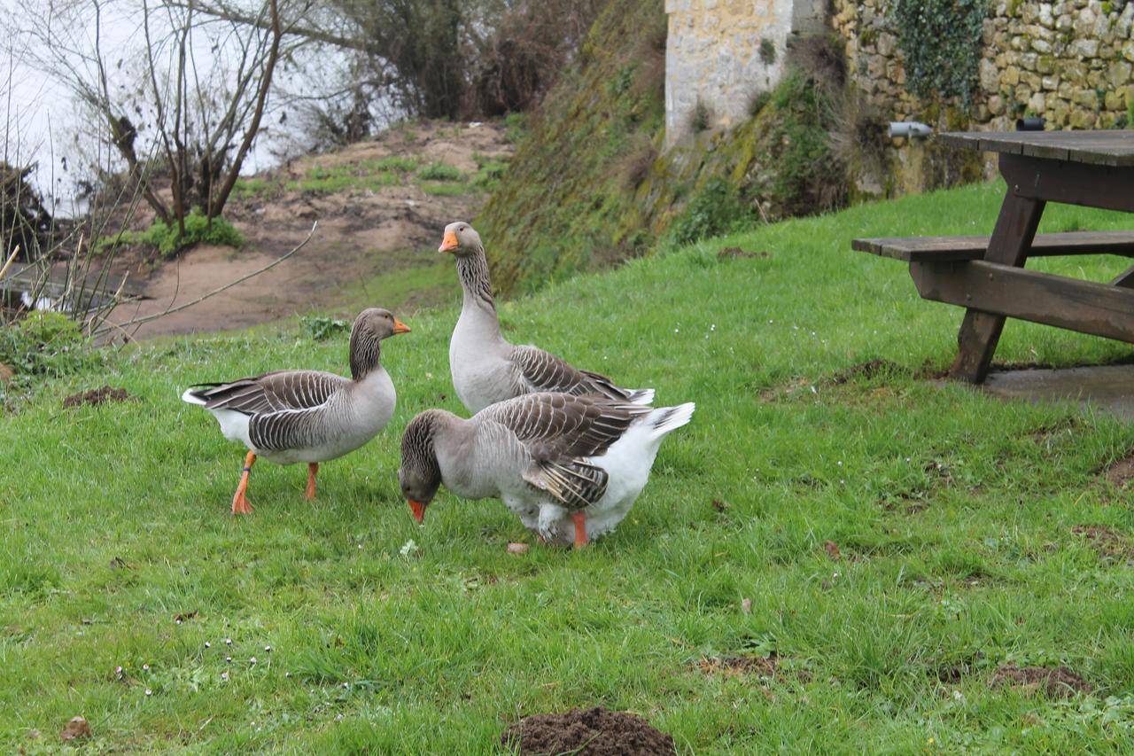Hotel-Restaurant Cote Rivage Badefols-sur-Dordogne Bagian luar foto